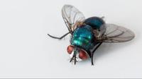 Easy Trick to Prevent Flies from Entering the House