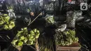 Aktivitas pedagang saat membuat bungkus atau tali ketupat di Pasar Klender, Jakarta Timur, Selasa (11/5/2021) malam. Tali ketupat di pasar ini dijual mulai dari Rp7.000 hingga Rp15.000 per ikat (10 buah), tergantung ukuran dan jenis daun kelapa. (merdeka.com/Iqbal S Nugroho)