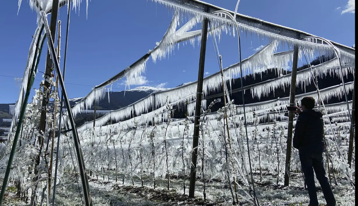 Seorang pria memotret pohon apel beku di dekat Bressanone, di provinsi utara Italia di Tyrol Selatan, Italia (8/4/2021). Petani apel melindungi bunga apel yang mekar dari pembekuan selama suhu rendah malam dengan membekukannya dengan sistem sprinkler di atas pohon. (AP Photo/Matthias Schrader)