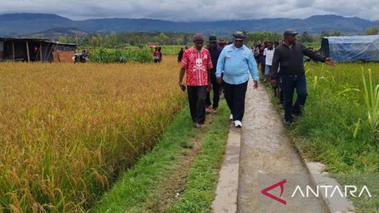 Pemkab Jayawijaya Genjot Pembukaan Lahan Persawahan, Perkuat Ketahanan Pangan Nasional