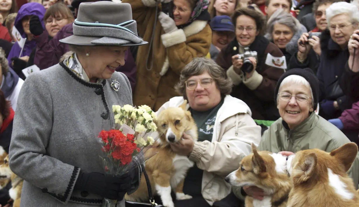 Corgis adalah teman setia mendiang ratu sejak ia masih kecil, dan Elizabeth memiliki sekitar 30 ekor sepanjang hidupnya. (Adrian Wyld/The Canadian Press via AP, File)