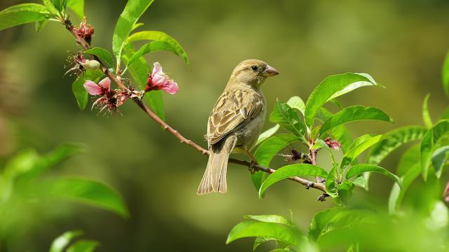 Mimpi Burung Perkutut
