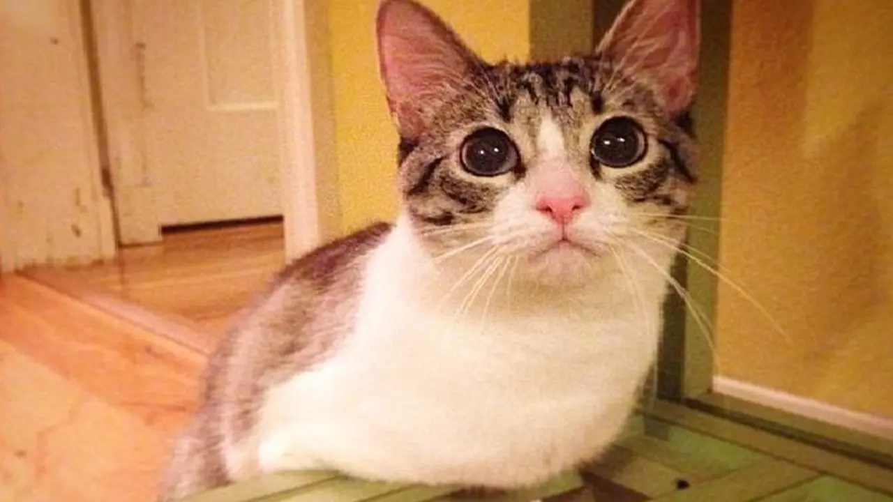 Roux