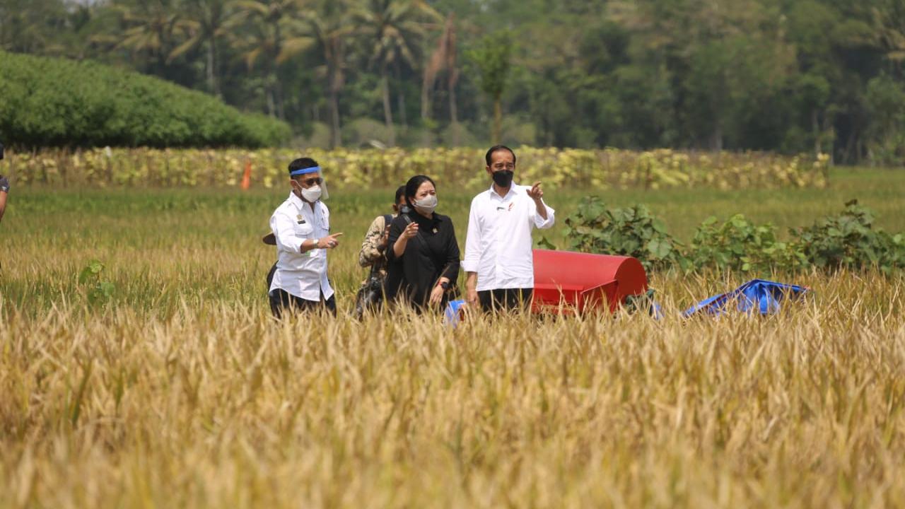 Tinjau Panen di Malang, Presiden Jokowi Buktikan Produksi Padi Memuaskan