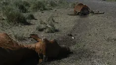 Sapi mati tergeletak di ladang petani Pablo Giailevra, di mana lebih dari 300 ekor sapi mati akibat kekeringan yang sedang berlangsung, di Tostado, provinsi Santa Fe, Argentina, Rabu (18/1/2023). Ribuan ekor sapi mati di Santa Fe dalam beberapa pekan terakhir karena kekeringan berkepanjangan yang juga memengaruhi tanaman kedelai, jagung, dan gandum utama negara itu. (AP Photo/Gustavo Garello)