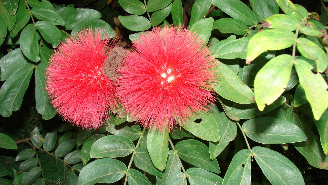 Pohon Kecil Berbunga