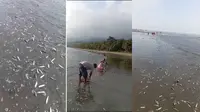 Ribuan Ikan Terdampar di Pantai Kolaka, Apakah Pertanda Bencana