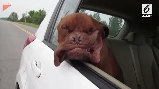 VIDEO: Wajah Anjing Ini Bikin Ngakak