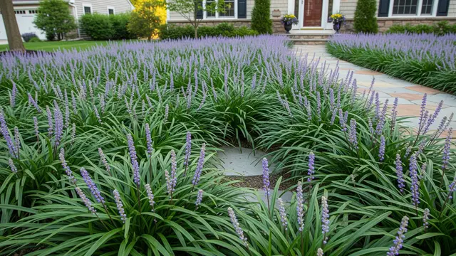 Liriope