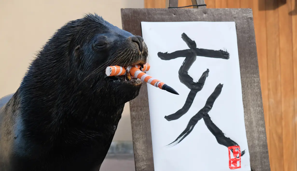 Singa laut 'Leo' (15) usai melukis aksara China tahun babi hutan sebagai persiapan Tahun Baru Imlek di Hakkeijima Sea Paradise, Yokohama, Tokyo (26/12). Imlek yang akan datang akan masuk ke dalam Tahun Babi. (AFP Photo/Kazuhiro Nogi)