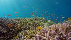 Pusat Data AI di Dasar Laut, Solusi Cerdas atau Masalah Baru?