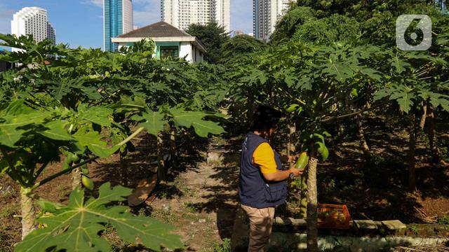 Manfaatkan Lahan Tidur untuk Budidaya Pepaya California