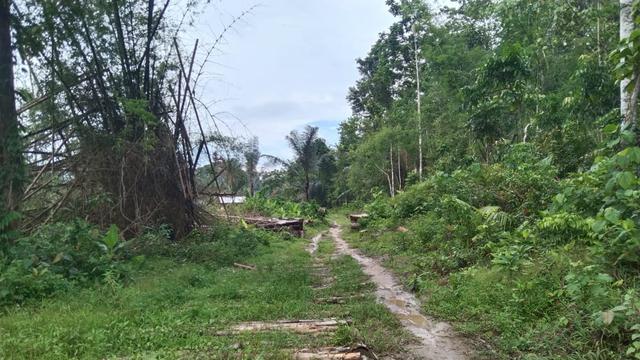 Petani Konawe Selatan Protes, Lahan Sawit Merambah Kawasan Konservasi