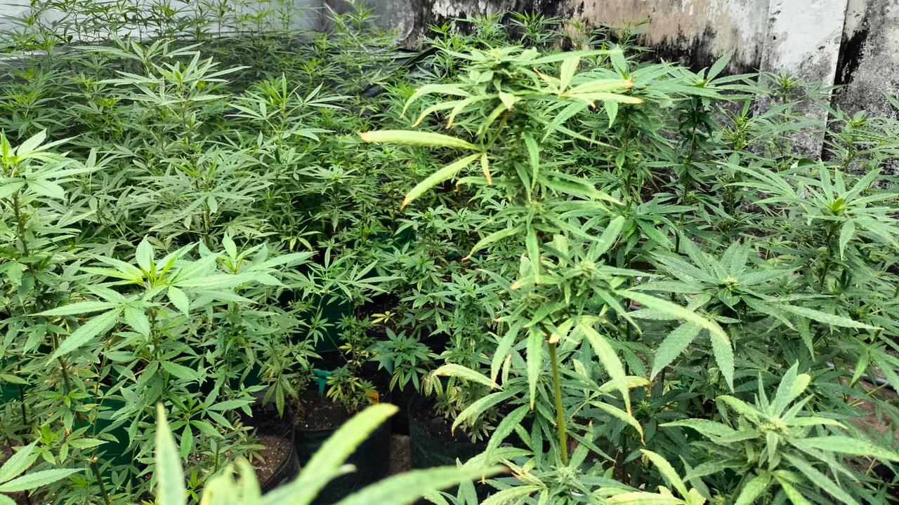 Polisi Gerebek Rumah Kontrakan di Jombang Disulap Jadi Kebun Ganja
