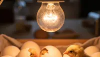 Cara Menetaskan Telur Ayam Menggunakan Lampu Bohlam di Rumah