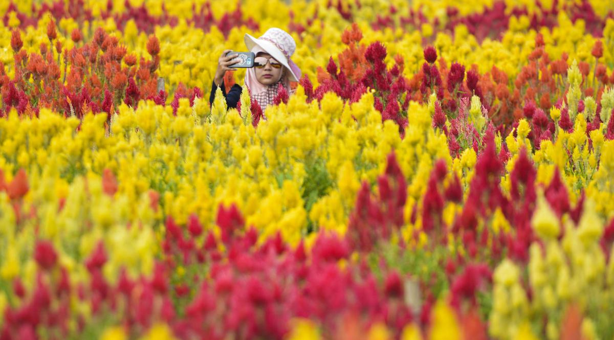 Tanaman Bunga Kecil Jenis Celosia.