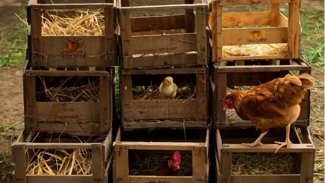 Desain Kandang Ayam dari Barang Bekas Kreatif dan Low Budget (AI)