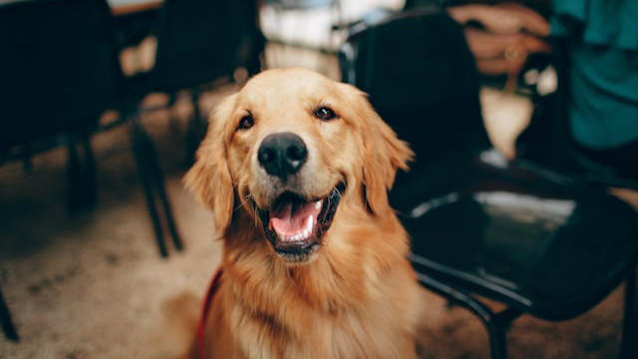 Kebiasaan Menjilati Kaki pada Anjing: Tanda Cinta atau Gejala Penyakit?