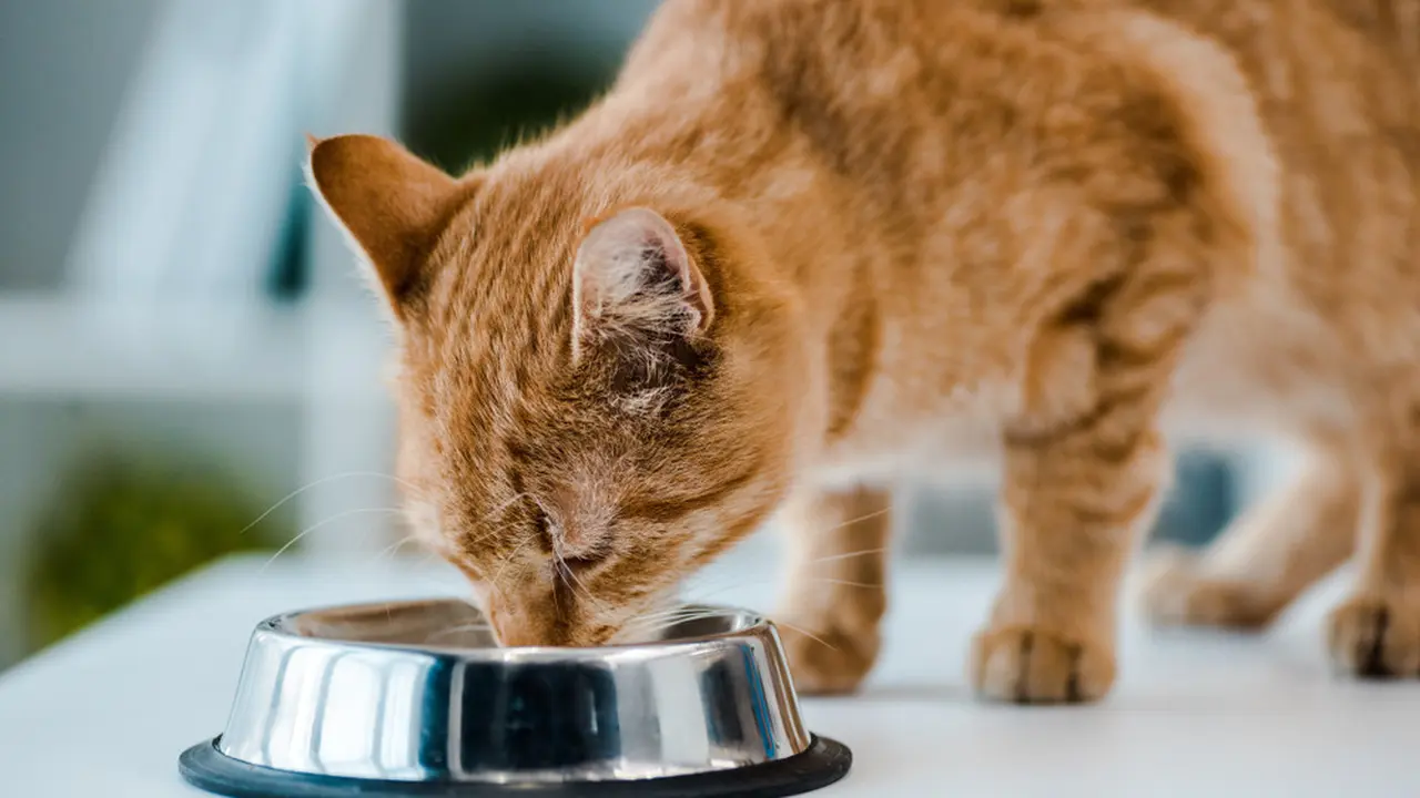 5 Tips Memberi Makan Kucing, Awal Tepat untuk Jaga Kesehatannya