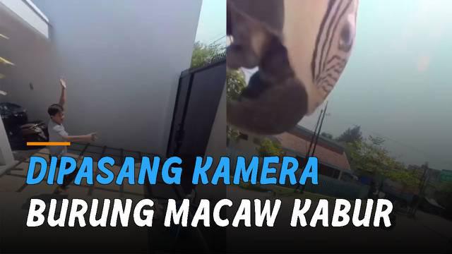 Seekor burung macaw kabur dari rumah ketika hendak dipasang kamera namun tidak nyaman.