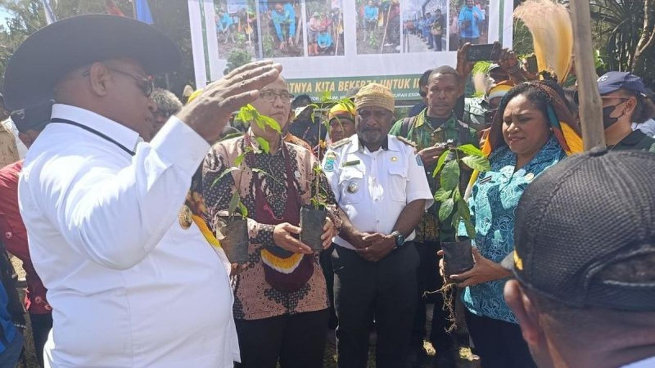 Pemkab Jayawijaya Gencarkan Budidaya Kopi Jayawijaya, Dongkrak Ekonomi Warga Papua Pegunungan