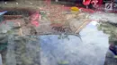 Refleksi warga keturunan Tionghoa mendatangi Wihara Amurva Bhumi pada genangan air untuk sembahyang Imlek 2569 di Jatinegara, Jakarta, Jumat (16/2). Dalam perayaan Imlek 2018 ini, umat Tionghoa merayakan Tahun Anjing Tanah. (Liputan6.com/Johan Tallo)