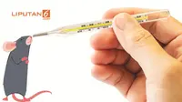 Leptospirosis Hantui 8 Provinsi di Indonesia
