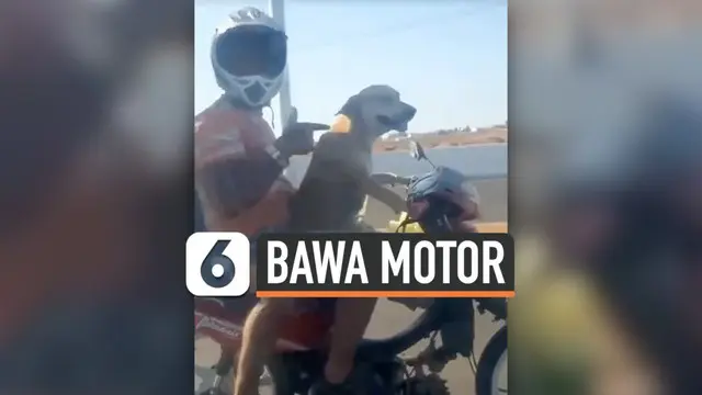 VIDEO: Viral, Anjing Mengendarai Sepeda Motor