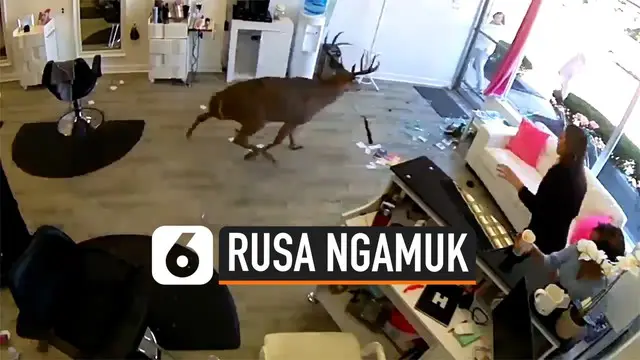 Karyawan dan pelanggan salon di New York, Amerika Serikat, dikejutkan dengan munculnya seekor rusa yang tiba-tiba mengamuk masuk ke salon.