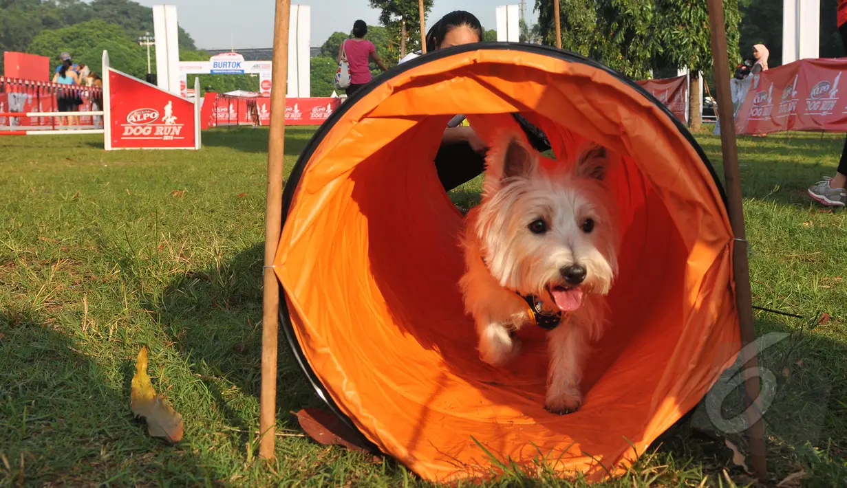 Seekor anjing sedang mengikuti acara Purina Alpo Dog Run 2015 di Lapangan Parkir Timur Senayan, Jakarta, Minggu (24/5/2015). Acara tersebut dimanfaatkan para pemilik anjing untuk berbagi informasi. (Liputan6.com/Herman Zakharia)
