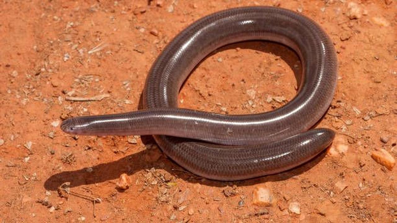 5. Ular Buta