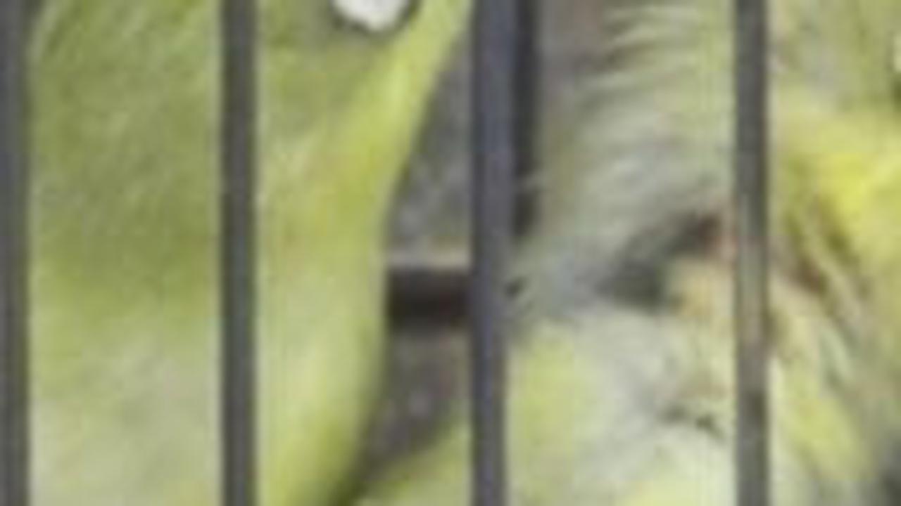 4. Pleci Dada Kuning Bali<br>