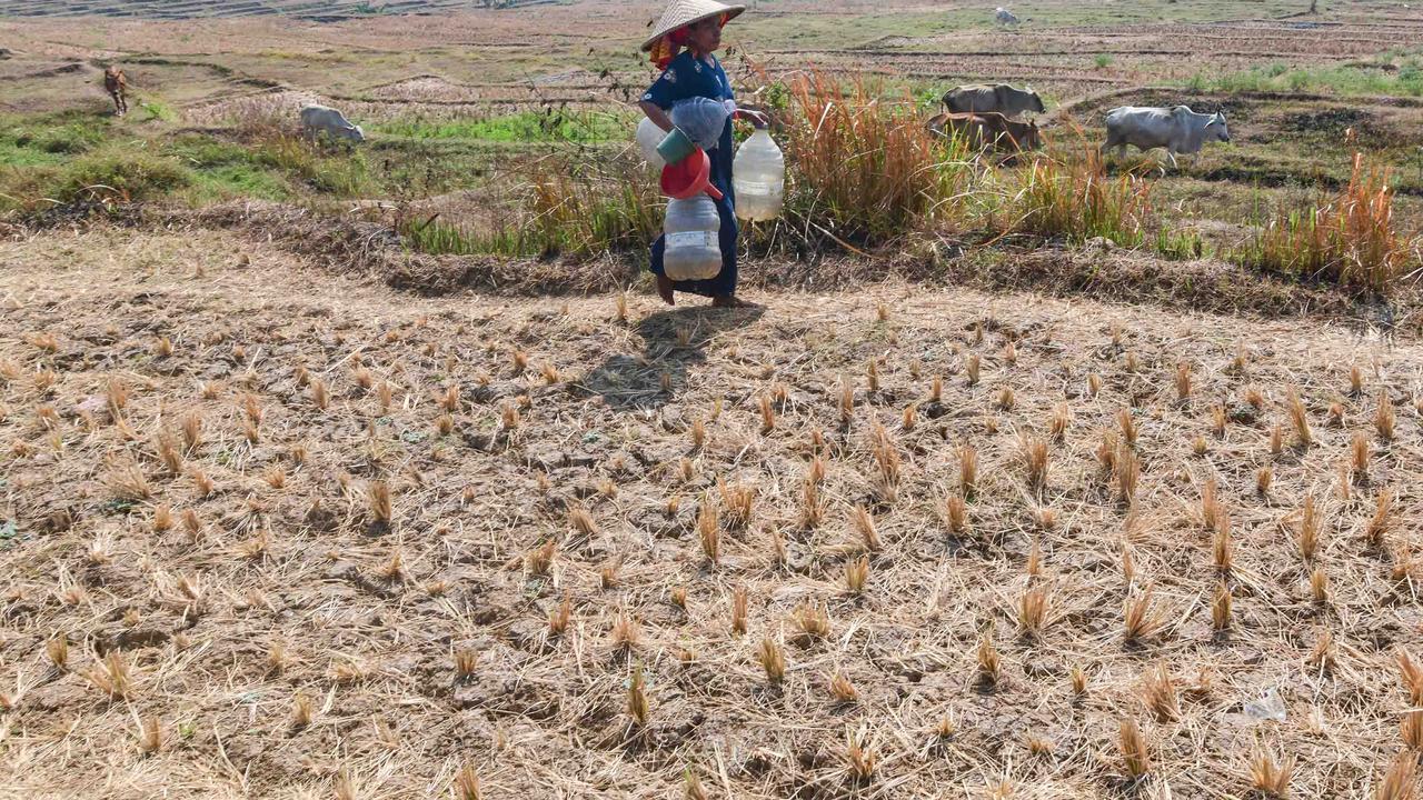 Warga Bertahan dari Kubangan Bekas Sawah di Tengah Kekeringan