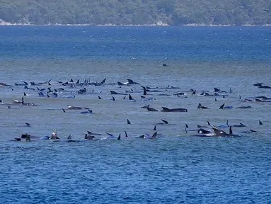 Kawanan paus pilot yang terdampar di perairan Pelabuhan Macquarie, dekat Strahan, Tasmania, Australia (21/09/2020). Sebanyak 90 paus telah mati dan operasi "menantang" sedang dilakukan untuk menyelamatkan 180 lainnya yang masih terdampar pada 22 September. (AFP/Handout/Ryan Bloomfield)
