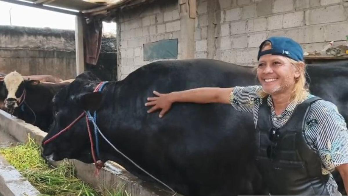 Melihat Sambo, Sapi 1,5 Ton Asal Tangerang jadi Pilihan Hewan Kurban Prabowo untuk Iduladha