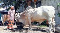 Syamsudin, seorang peternak sapi di Kota Palu memegangi 'Raden', sapi jenis Brahman berbobot hampir 1 ton yang menjadi hewan kurban Jokowi untuk dikurbankan di Kabupaten Sigi, Jumat (1/7/2022). (Foto: Heri Susanto/ Liputan6.com).