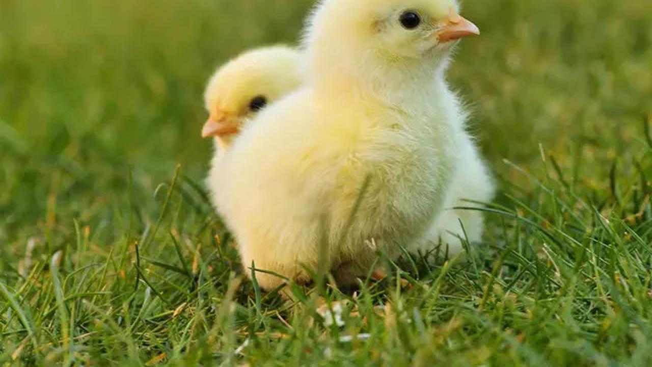 Pria India Tewas Usai Menelan Anak Ayam Hidup-hidup, Awalnya Percaya Bisa Tingkatkan Kesuburan