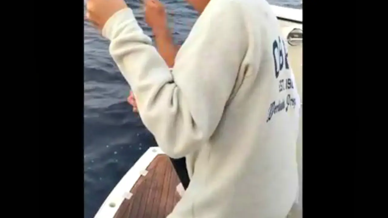 Singa Laut Pencuri Ikan Pancingan 