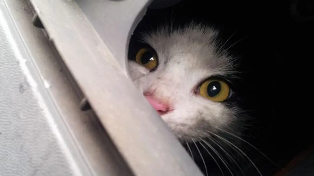 Terjebak di Mesin, Kucing Ini Bertahan dalam Perjalanan 20 Mil