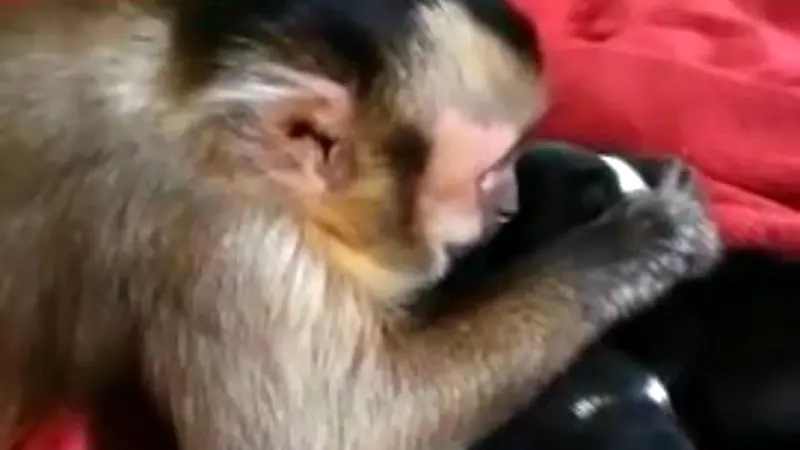 Monyet Menyayangi Anak Anjing