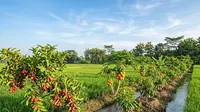 Pohon Buah Berbuah Cepat yang Cocok Dijadikan Tanaman Sela di Sawah, Untung Berlipat