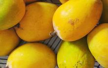 Efek Samping Makan Mangga Terlalu Banyak, Bisa Picu Alergi hingga Gangguan Lambung