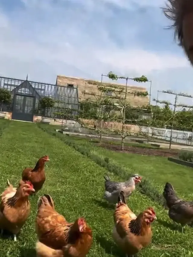 David Beckham berkebun dan beternak (Instagram/davidbeckham)