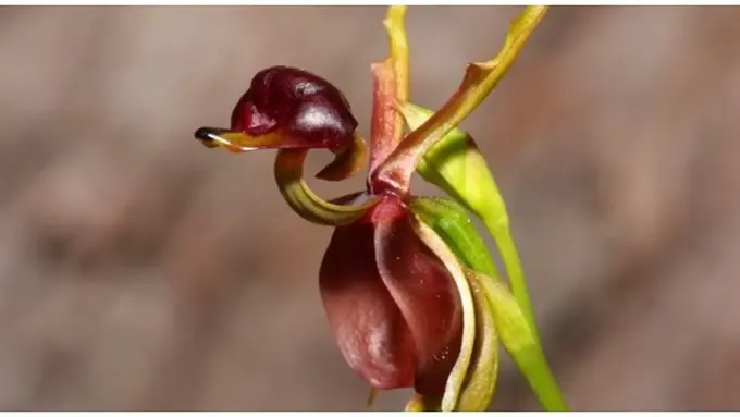 (c) thefeaturedcreature.com