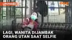 Belum lama viral seorang pria pengunjung kebun binatang ditarik paksa orang utan. Kini insiden yang sama menimpa seorang wanita pengunjung kebun binatang. Wanita tersebut tampak hendak selfie dari luar pagar kandang orang utan.