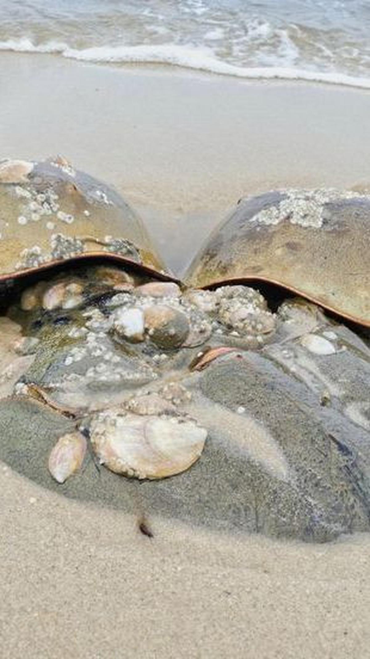 <b>Kepiting Tapal Kuda: Hidup Selama 480 Juta Tahun</b>