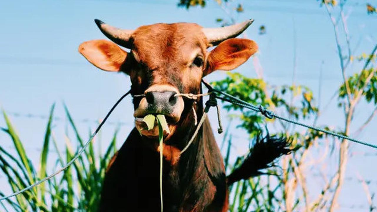 Ketentuan dan Syarat Patungan Kurban Sapi Sesuai Syariat Agama Islam, Apa Saja?