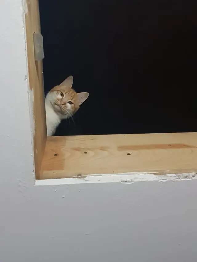 6 Potret Kucing Ngintip dari Atas Rumah Ini Bikin Kaget Lihatnya