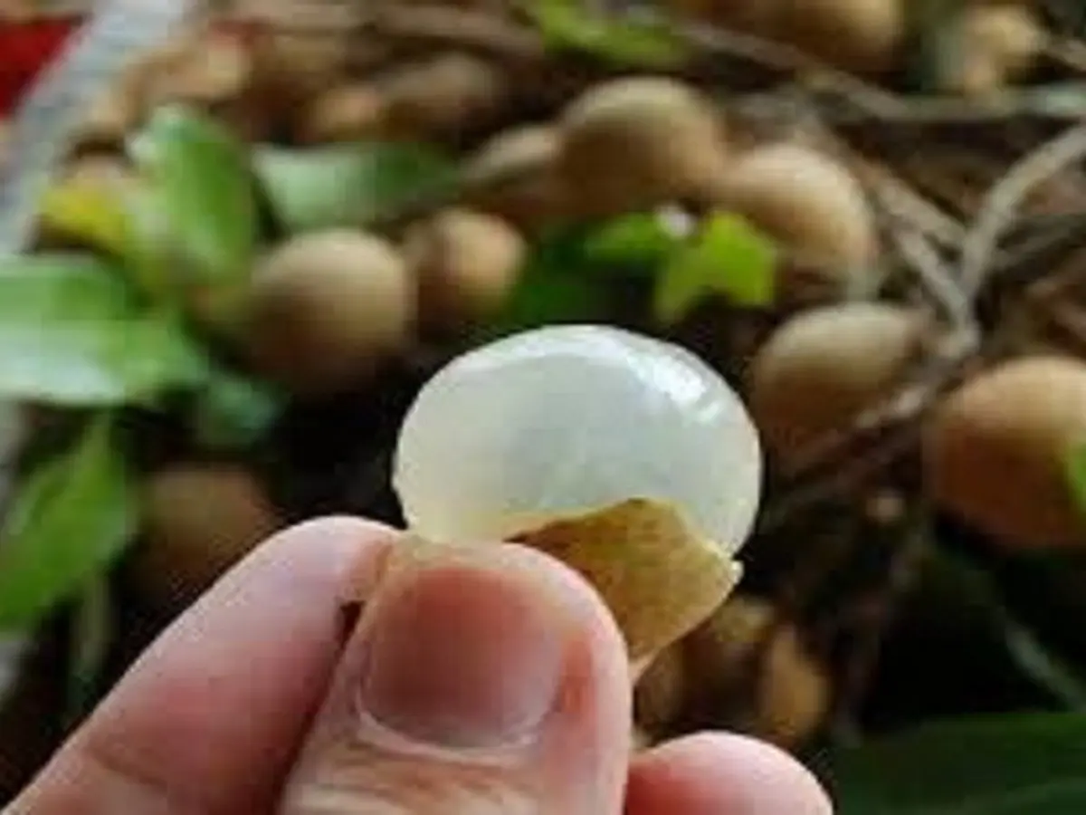 Manfaat Buah Kelengkeng untuk Kesehatan dan Kecantikan, Bantu