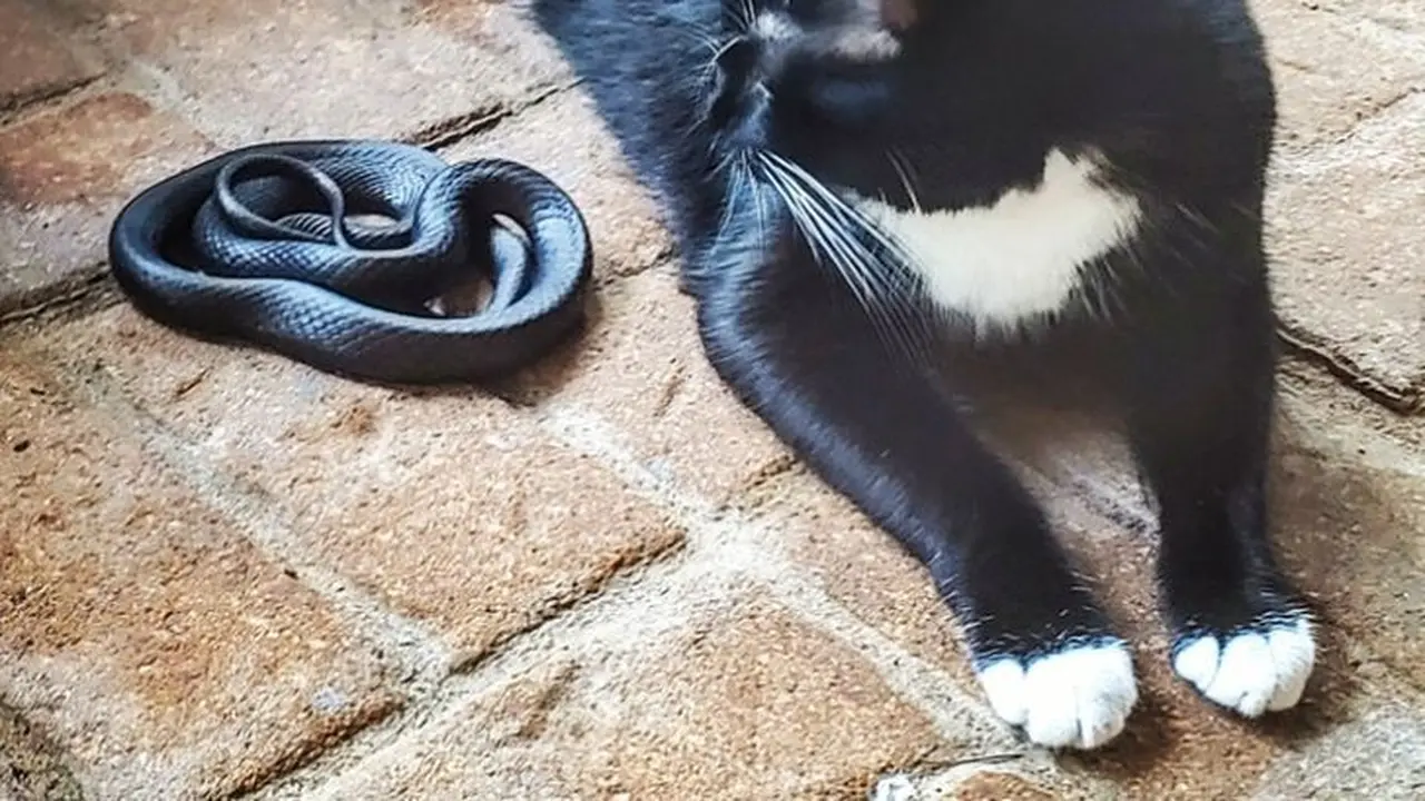 tingkah kucing